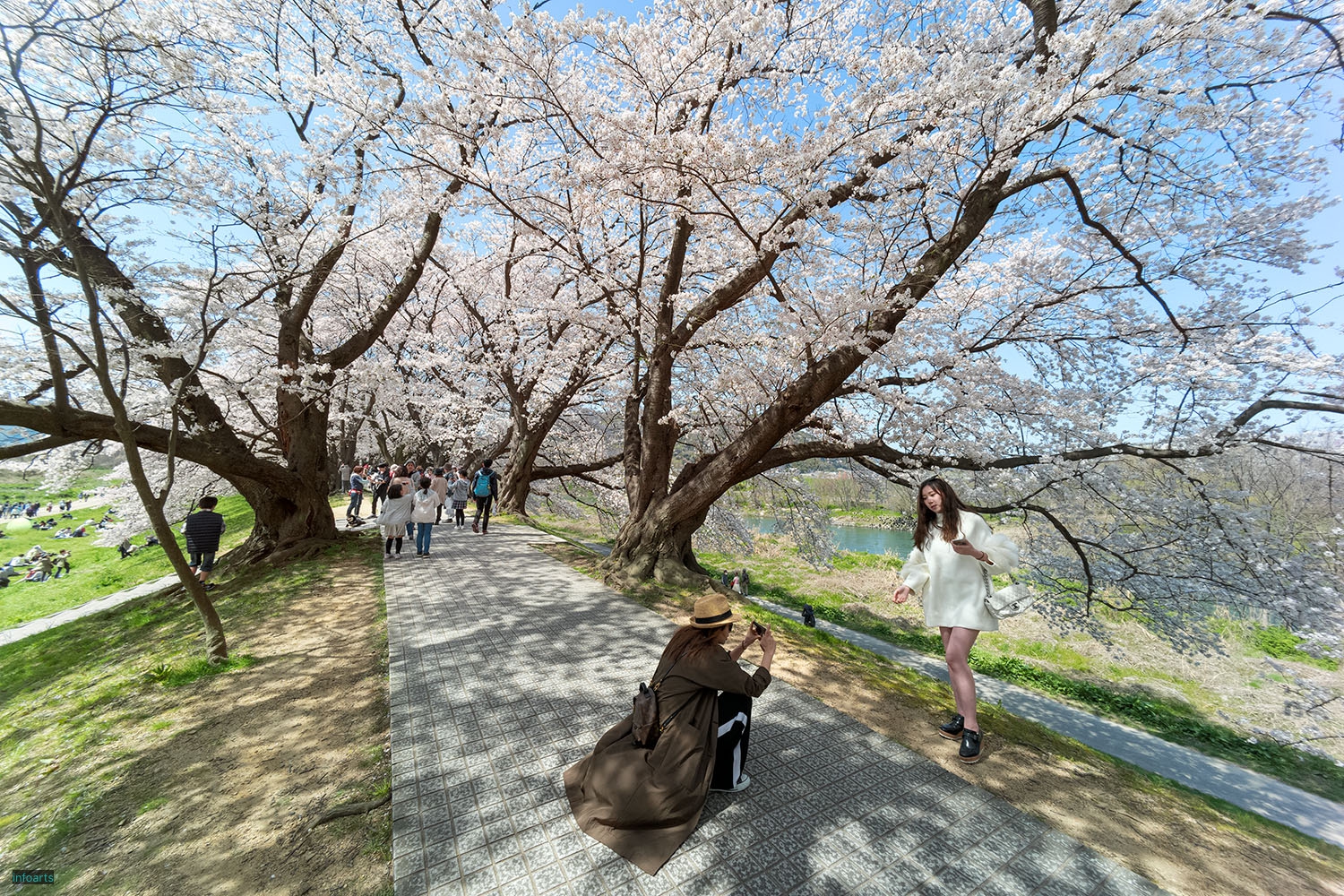 02_背割りの桜のカップル_M10A1912